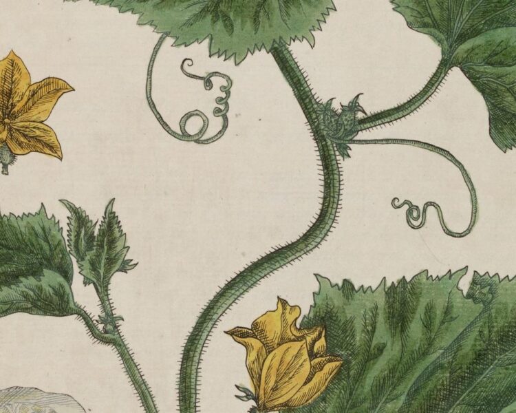 Close up of an archive illustration of green stems and leaves, with small yellow blossom