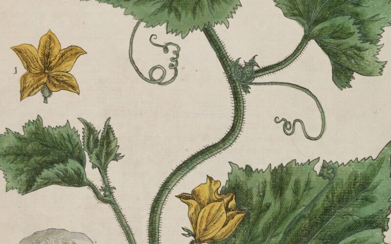 Close up of an archive illustration of green stems and leaves, with small yellow blossom